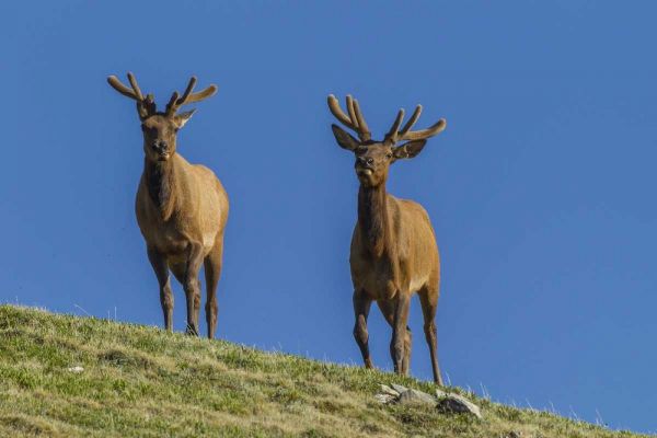 Colorado, Rocky Mountain NP Bull elks on ridge